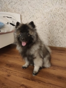Олимпик Спирит Зорро, 4 месяца