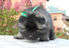 Олимпик Спирит Зорро
