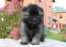Олимпик Спирит Зорро